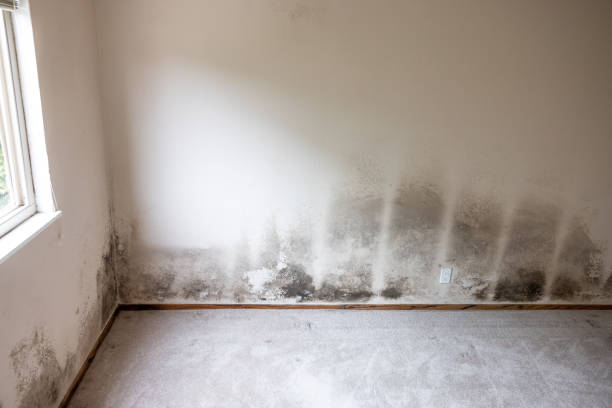 Evansdale, IA Mold Removal Company